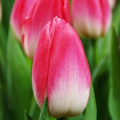 Tulipa-Dynasty-Van-der-Slot-Lisse-4