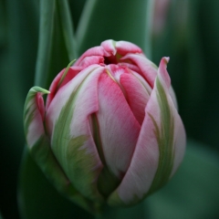 Tulipa-Flash-Point-Van-der-Slot-Lisse-11