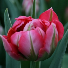 Tulipa-Flash-Point-Van-der-Slot-Lisse-22