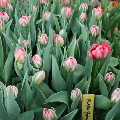 Tulipa-Flash-Point-Van-der-Slot-Lisse-33