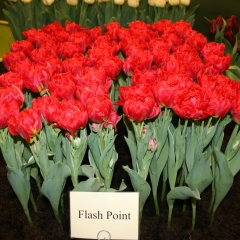 Tulipa-Flash-Point-Van-der-Slot-Lisse-44