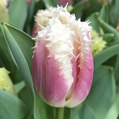 IMG_7807 (1) Tulip Hawaii closeup