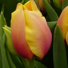 Tulipa-Marit-Van-der-Slot-Lisse-11