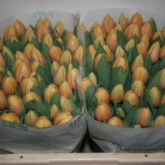 Tulipa-Marit-Van-der-Slot-Lisse-33