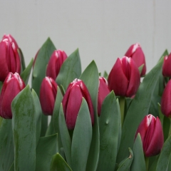 Tulipa-Masterclass-Van-der-Slot-Lisse-11