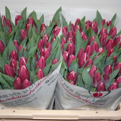 Tulipa-Masterclass-Van-der-Slot-Lisse-71