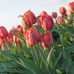 Tulipa-Queensday-IMG_4639-AA