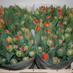 Tulipa-Queensday-Van-der-Slot-Lisse-22