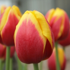 Tulipa-Rambo-Van-der-Slot-Lisse-11