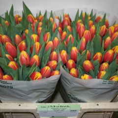 Tulipa-Rambo-Van-der-Slot-Lisse-44