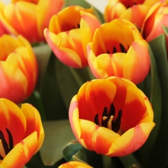 Tulipa Royal Ad Rem - Van der Slot Lisse