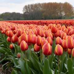 Tulipa Royal Ad Rem - Van der Slot Lisse