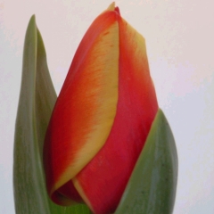 Tulipa Royal Ad Rem - Van der Slot Lisse