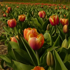 Tulipa Royal Ad Rem - Van der Slot Lisse