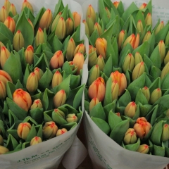 Tulip-TripleA-Van-der-Slot-Lisse-11