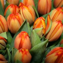 Tulip-TripleA-Van-der-Slot-Lisse-54