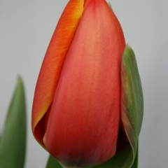 Tulip-TripleA-Van-der-Slot-Lisse-96