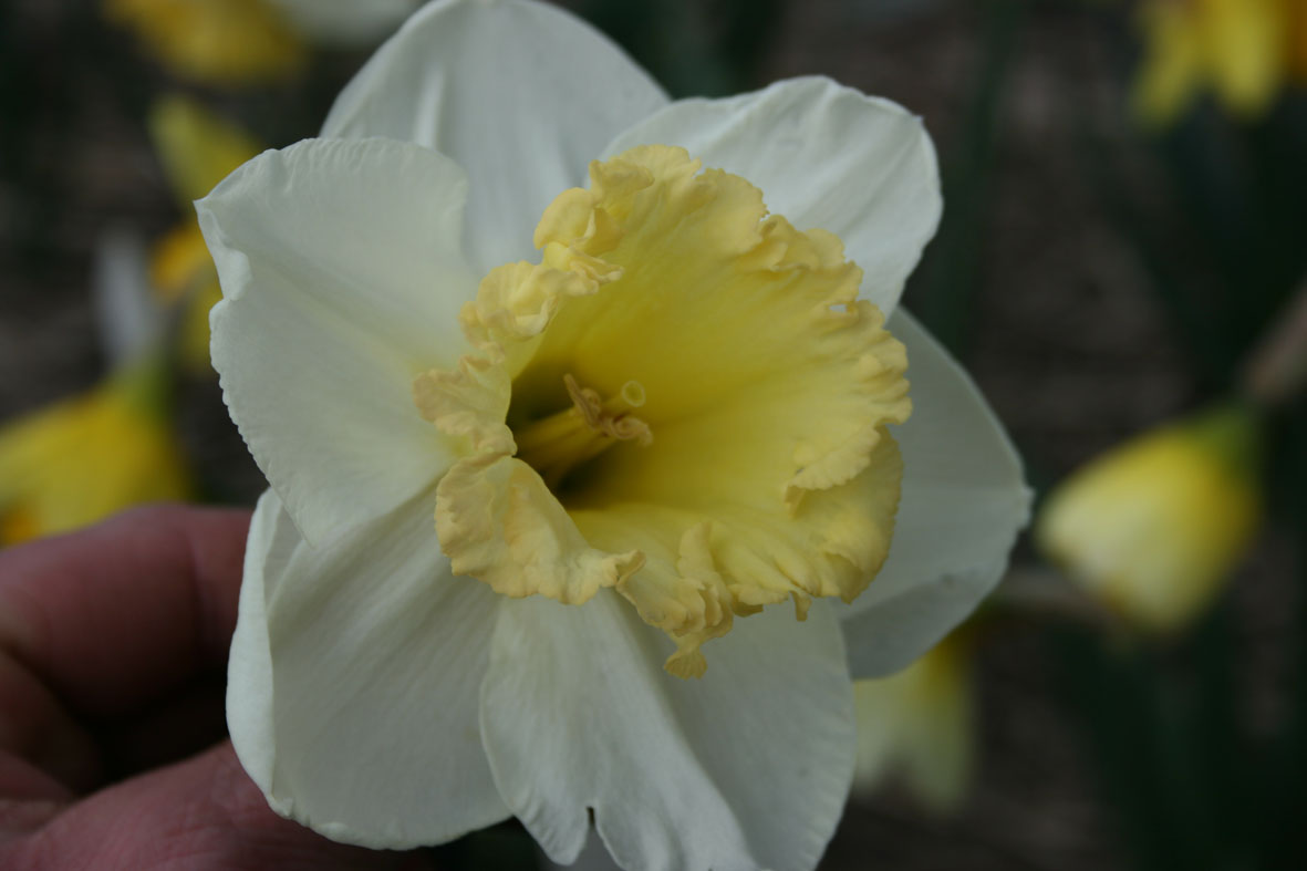 Narcissus Diverse zaailingen_Van der Slot Lisse (7)65